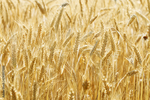 Field of golden wheat in summer.