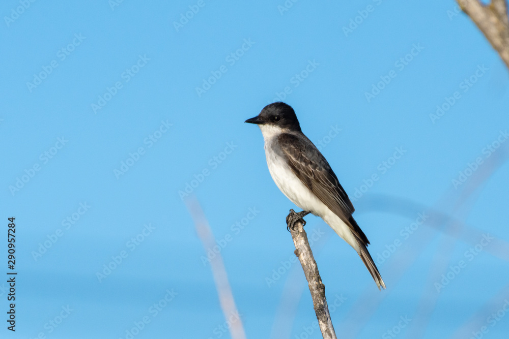 The eastern kingbird (Tyrannus tyrannus) is a large tyrant flycatcher native to North America perched on a branch with a blue sky background. The eastern kingbird (Tyrannus tyrannus) is a large tyrant flycatcher native to North America perched on a branch with a blue sky background.