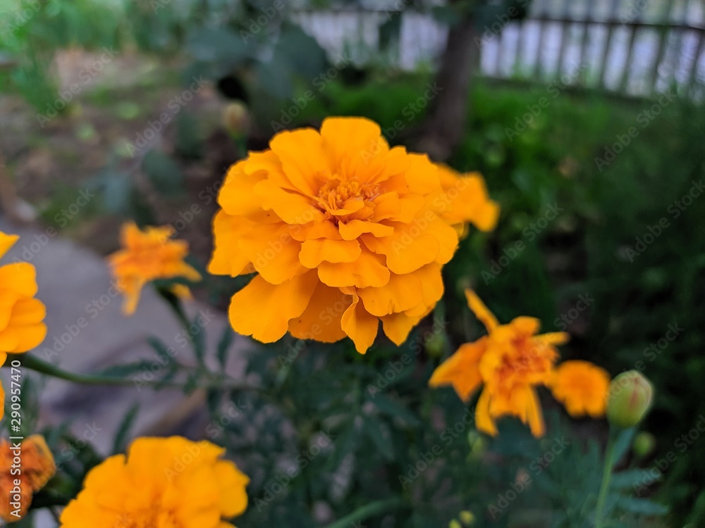 Orange flowers in flower garden and green foliage Orange flowers in flower garden and green foliage