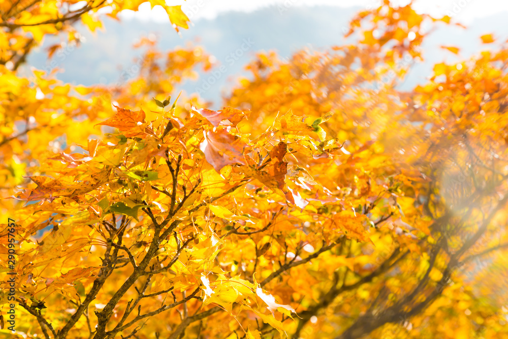 Red and yellow maple autumn tree forest on mountain Red and yellow maple autumn tree forest on mountain