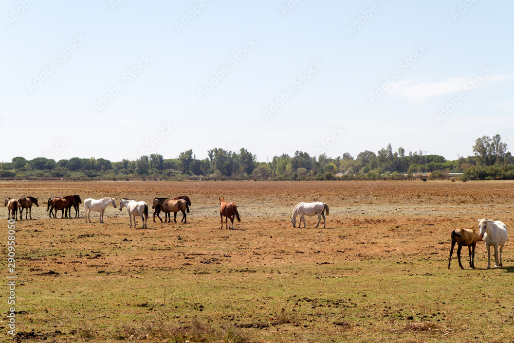 Caballos en El Rocio Caballos en El Rocio