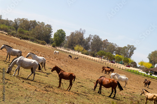 Caballos en El Rocio © Alvaro Martin