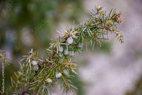 green juniper with blue and green berries, fuzzy background