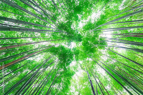 Green bamboo forest uprisen view sun light in Kyoto