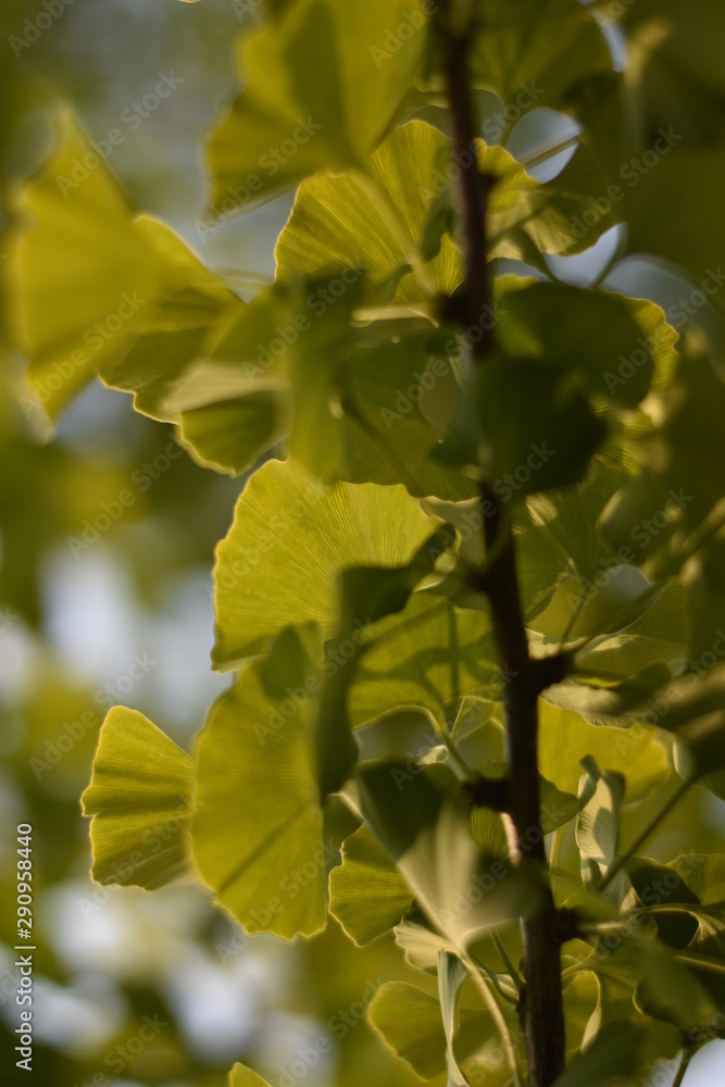 Ginkgo biloba Ginkgo biloba