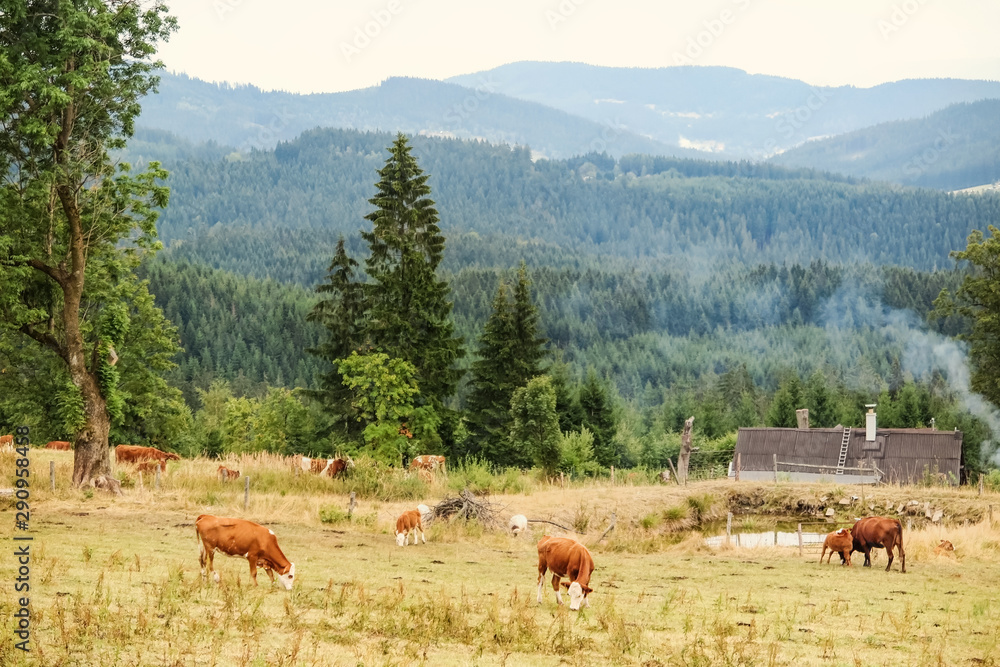 Herd of cows and village in mountains surrounded by forrest and nature Herd of cows and village in mountains surrounded by forrest and nature
