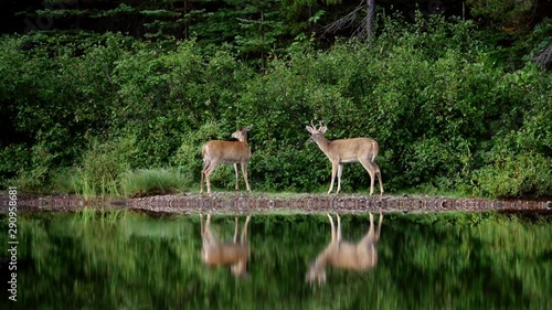 Two wild deer eating grass in the Fishercap Lake photo