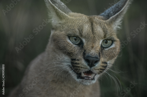 A close facial view of a caracal, a medium-sized wild cat native to Africa, the Middle East, Central Asia, and India. Furry feline animal with closed eyes in the midst of green foliage.