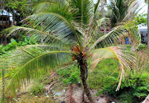 palm tree with coconuts