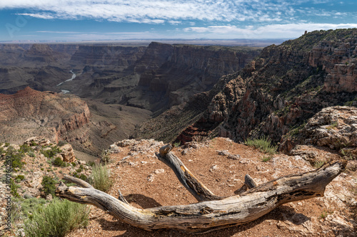 Wide angle view of the Grand Canyon, with a dead tree trunk lying on the ground in the foreground