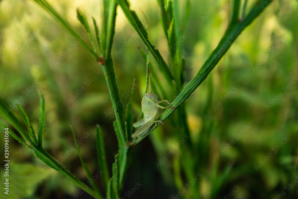 Green grasshopper hagging on a plant with defocus background Green grasshopper hagging on a plant with defocus background