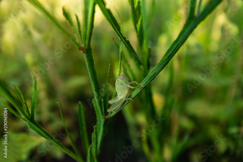 Green grasshopper hagging on a plant with defocus background