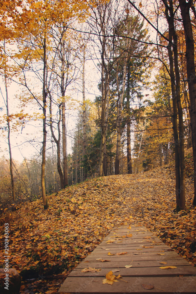 Obraz premium A wooden bridge made of planks leading deep into the autumn park with fallen yellow leaves