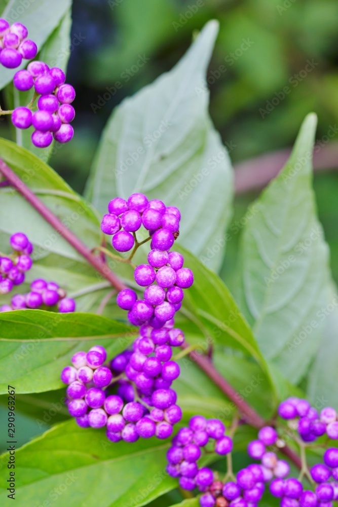 Purple berries of the Beautyberry plant (Callicarpa) in the fall Purple berries of the Beautyberry plant (Callicarpa) in the fall