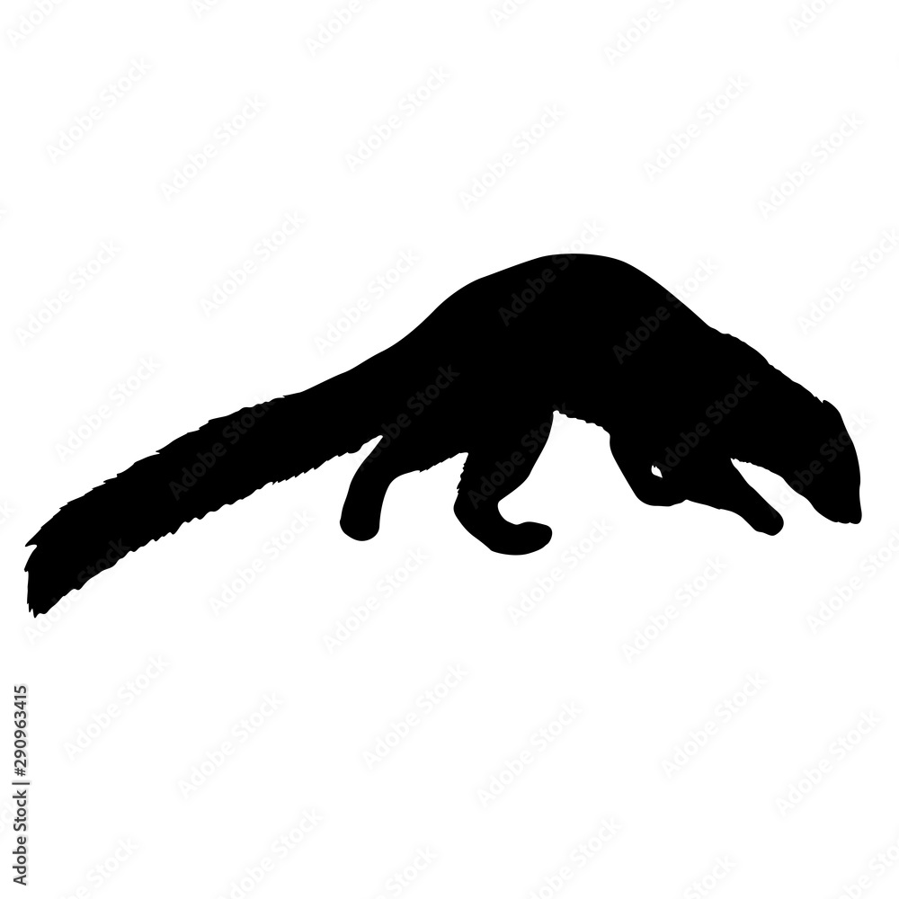 Silhouette of ferret on a white background Silhouette of ferret on a white background