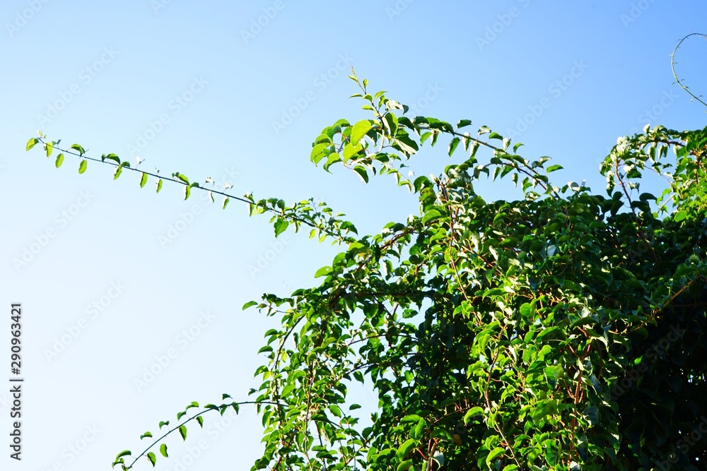 Fototapeta premium Prolific vine of the green baby kiwi fruit actinidia arguta