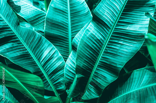 tropical banana leaf texture in garden  abstract green leaf  large palm foliage nature dark green background