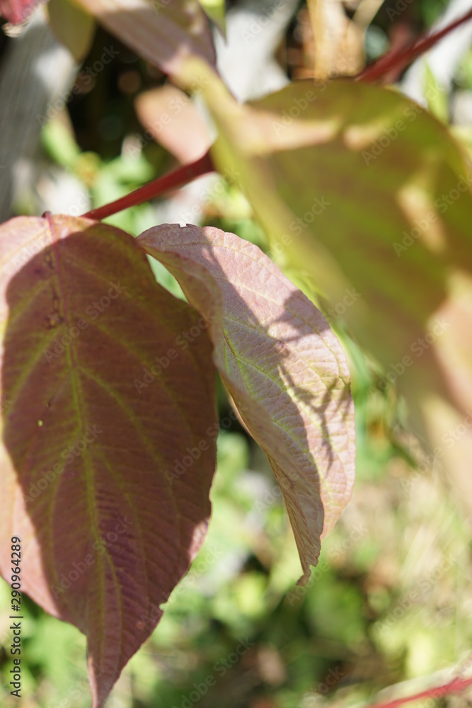 leaves on tree,leaf, green, plant, nature, leaves, spring, tree, fresh, garden, herb, natural, branch, summer, macro, foliage leaves on tree,leaf, green, plant, nature, leaves, spring, tree, fresh, garden, herb, natural, branch, summer, macro, foliage