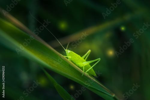 Macro of cute emerald green grasshoper in grass