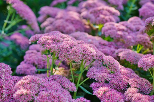 Pink blooms of sedum 