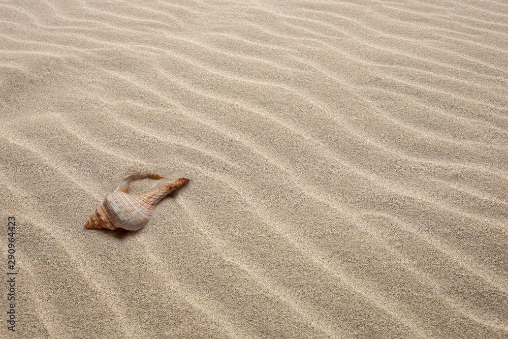 sand surface with waves and seashell sand surface with waves and seashell