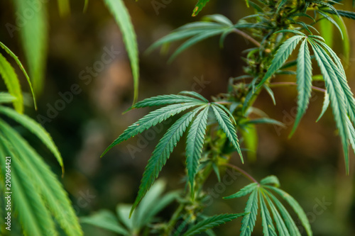 Green bushes of marijuana. Close up view of a marijuana cannabis bud.