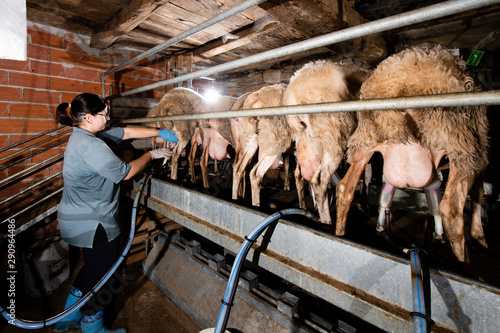Breeder prepares sheep for milking