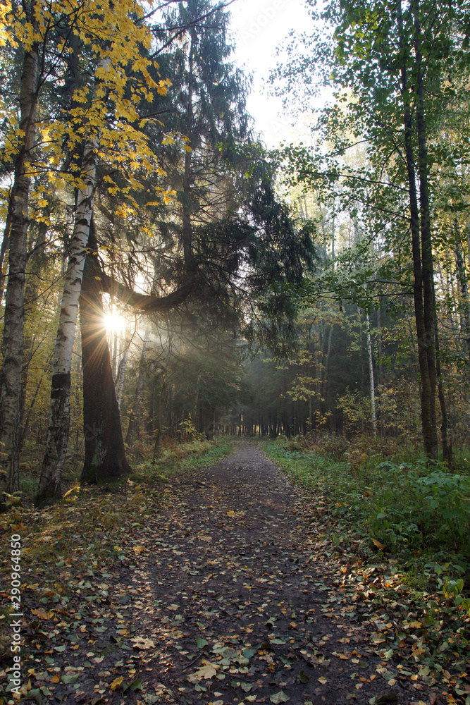 Morning landscape in the autumn park. Sun rays illuminate the path