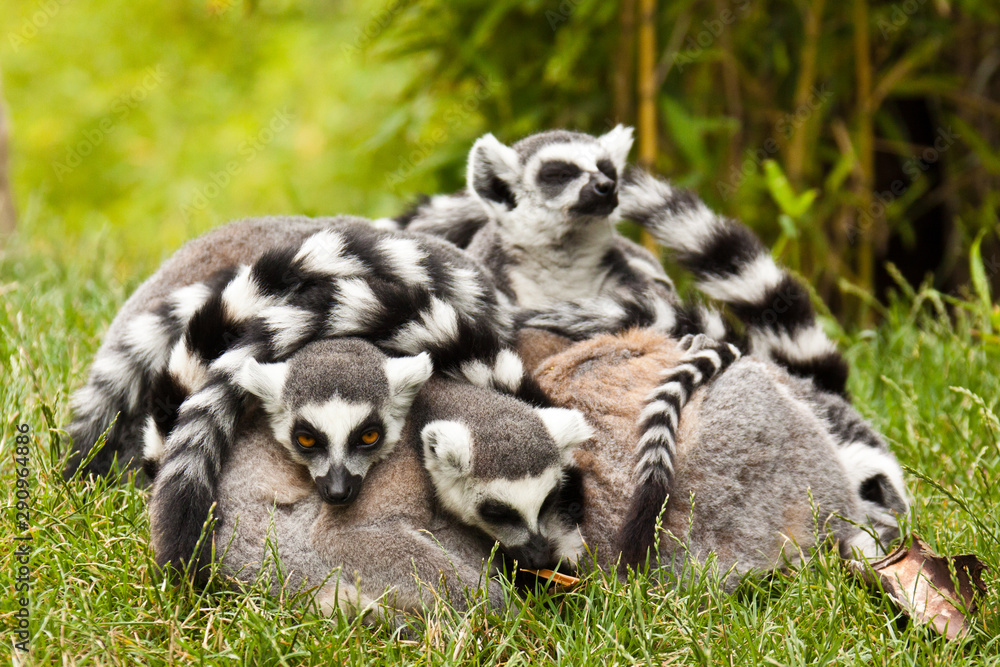 Kattagruppe (Lemur catta)