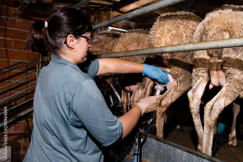 Breeder prepares sheep for milking