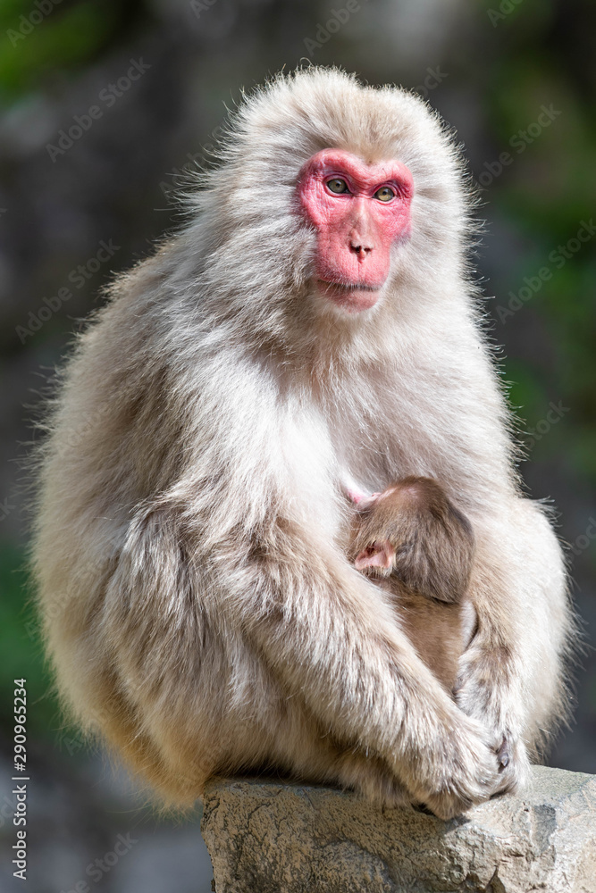 Close up of a female japanese macaque sitting on the brink of a rock and brest-feeding her baby, against a bokeh background Close up of a female japanese macaque sitting on the brink of a rock and brest-feeding her baby, against a bokeh background