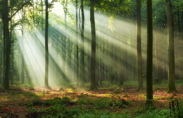 Beautiful morning in the forest