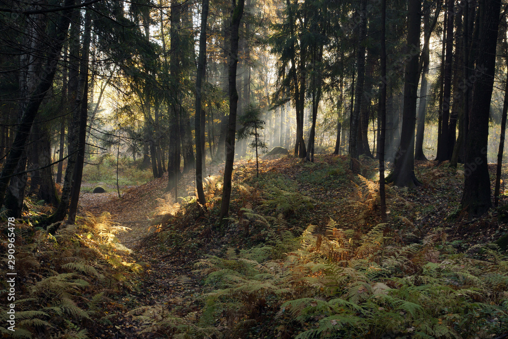 Fototapeta premium Vibrant Sun Rays Highlights Details in the Park with Ferns and Fir Trees