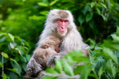 Close up of a female japanese macaque and her suckling baby at her breast  among green leaves