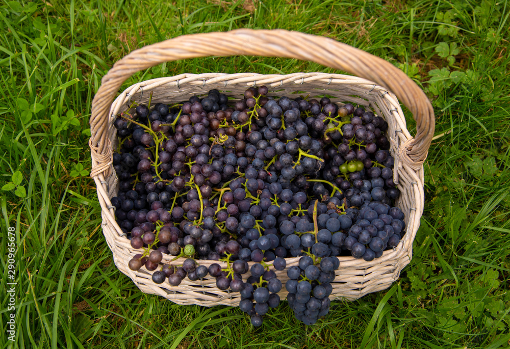 A wicker basket full of black grapes on a green lawn. A wicker basket full of black grapes on a green lawn.