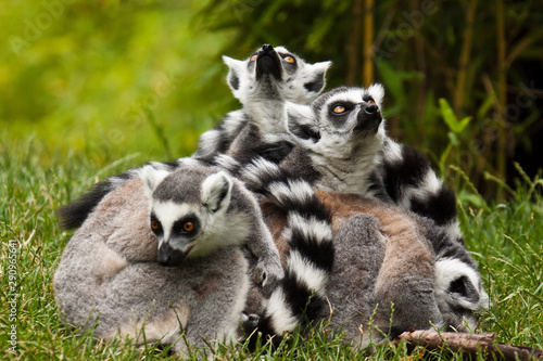 Kattagruppe (Lemur catta) © Jearu