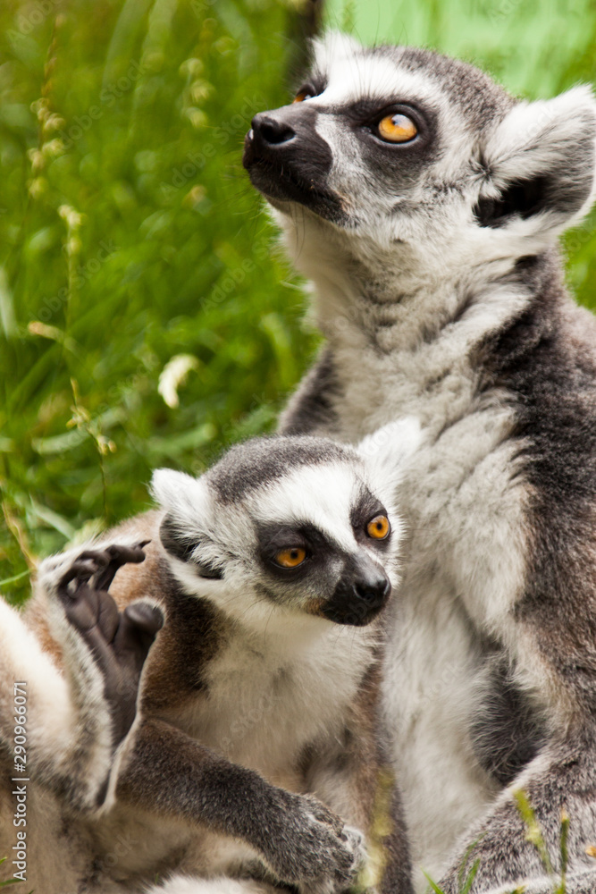 Fototapeta premium Katta mit Baby (Lemur catta)