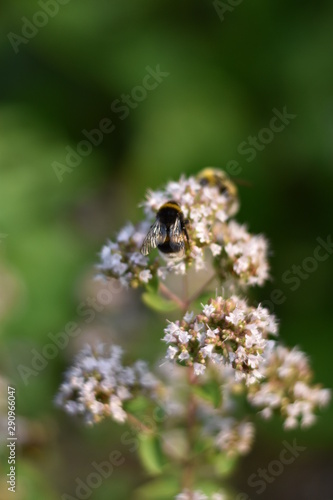 Blühender Oregano (Origanum vulgare) mit Insekt © summersum