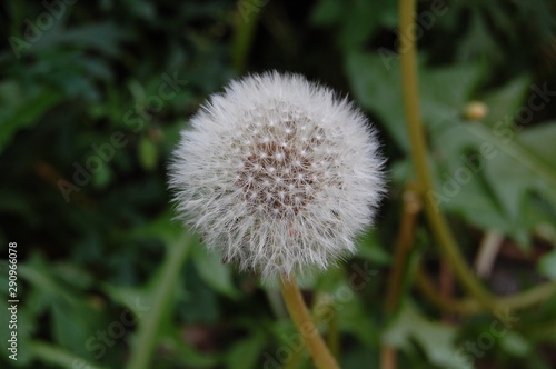 dandelion on green background of grass