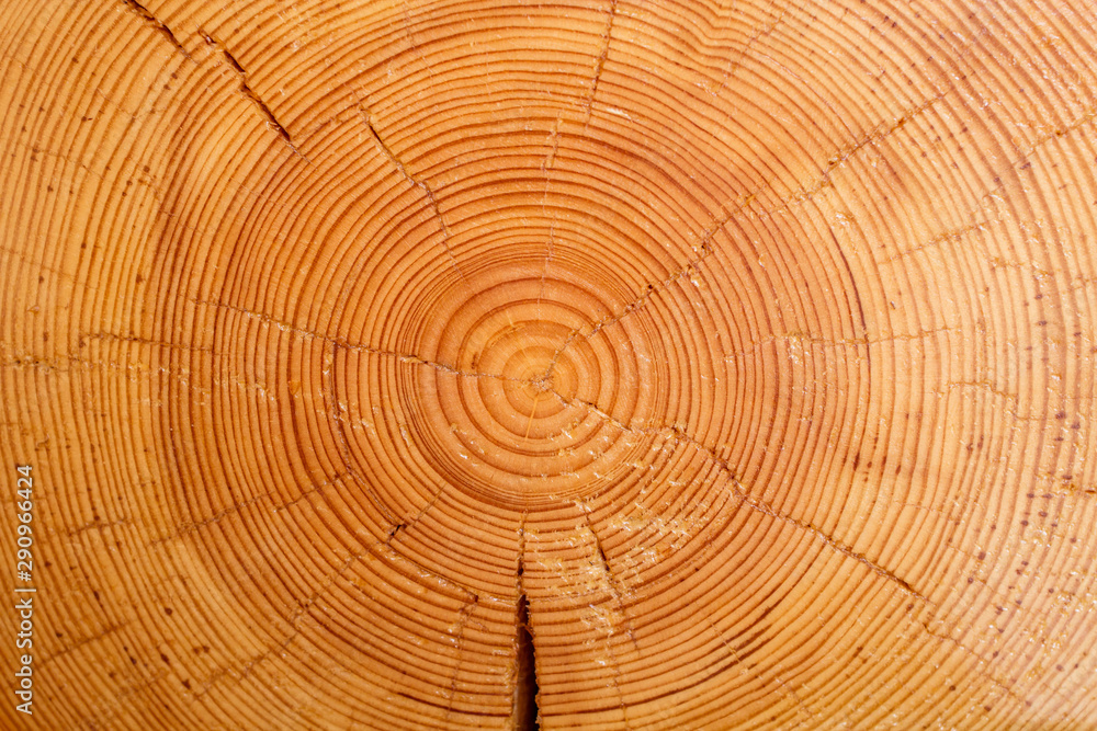 Fototapeta premium Sawn off logs exposing cross-section with cracks. Closeup. Texture of background