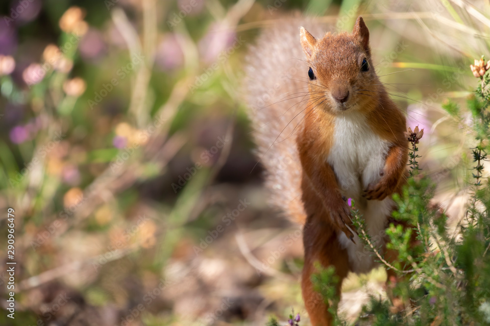 red squirrel, Sciurus vulgaris, alert/perched on a pine branch with wide surrounding background of Scottish pine forest during autumn, September. red squirrel, Sciurus vulgaris, alert/perched on a pine branch with wide surrounding background of Scottish pine forest during autumn, September.