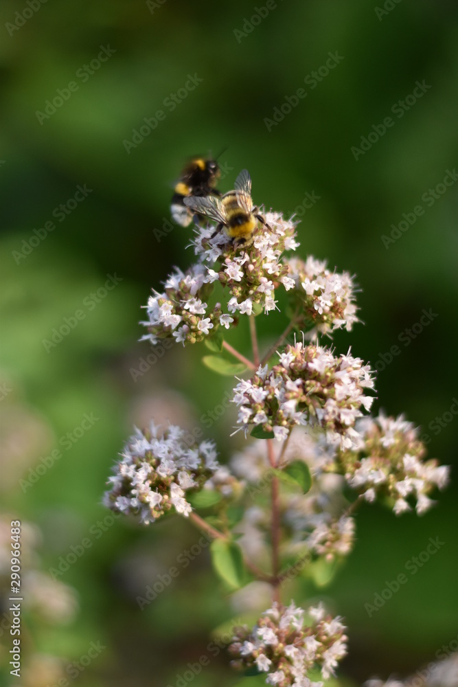 Blühender Oregano (Origanum vulgare) mit Insekt Blühender Oregano (Origanum vulgare) mit Insekt