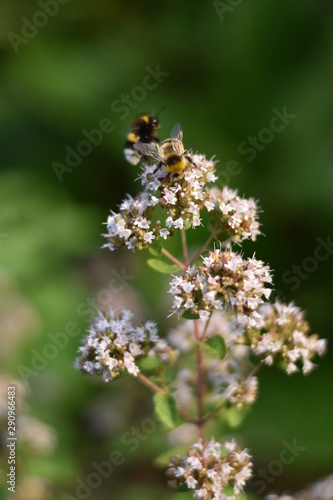 Blühender Oregano (Origanum vulgare) mit Insekt © summersum