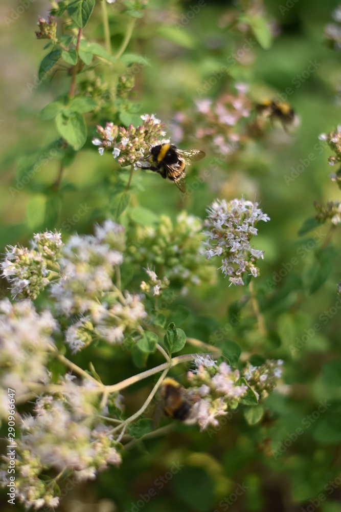 Blühender Oregano (Origanum vulgare) mit Insekt Blühender Oregano (Origanum vulgare) mit Insekt