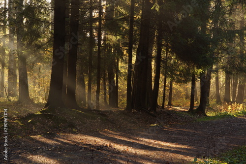 The bright rays of the sun create shadows and lights on the path in the park.