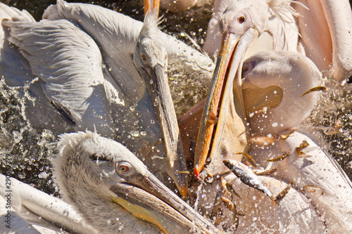 Krauskopfpelikane (Pelecanus crispus) bei der Fütterung, Rosapelikan photo