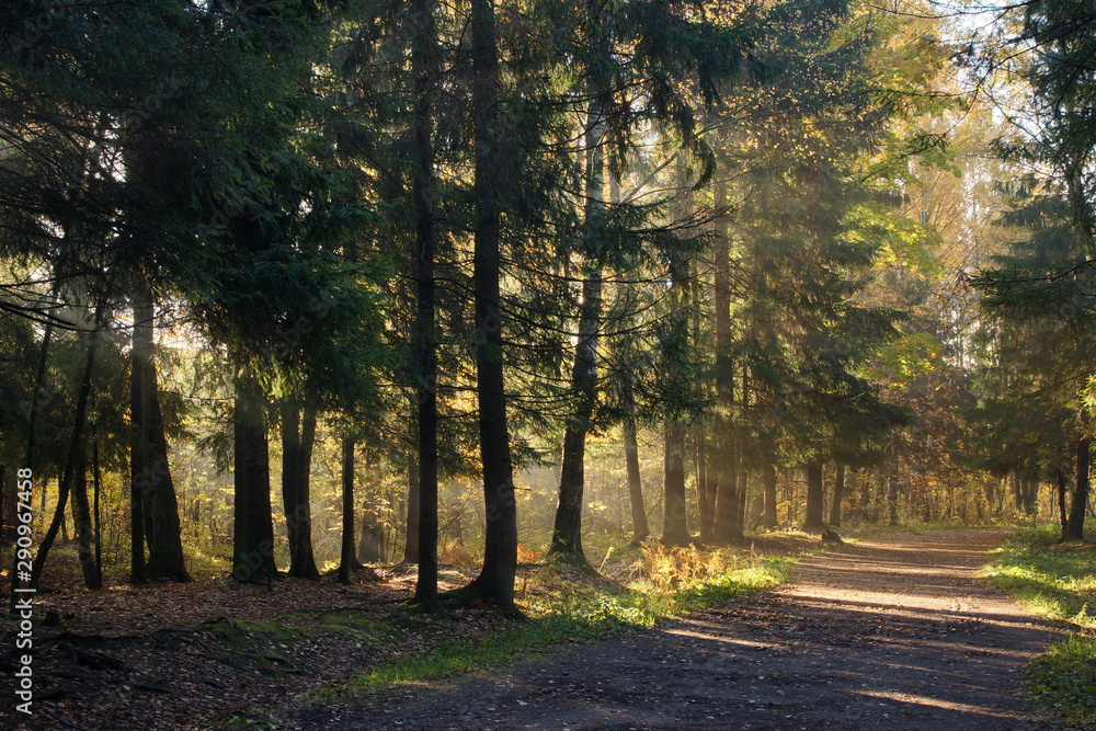 Fototapeta premium Early morning in the spruce forest with a hiking path lit by the sun