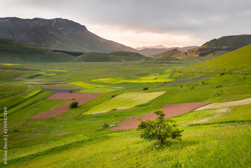 Central italian countryside, with a valley patched with colorful lentis fields and a solitary tree in the foreground