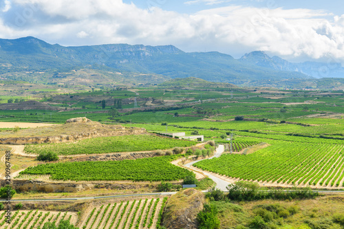 grapevine fields of la rioja  Spain