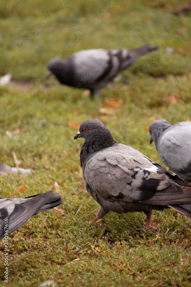 Fototapeta premium Pigeon in the park